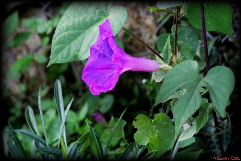 Ipomoea indica / Campanella perenne